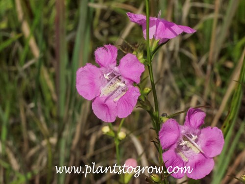 Slender False Foxglove (Agalinis tenuifolia)
August 22) 
Reddish dots can be seen inside the throat of the flower  (August 22)